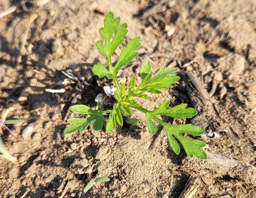 Common Ragweed seedling.